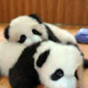 Meet your Posher, Lady